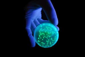 Hand holding bacterial plate under UV light