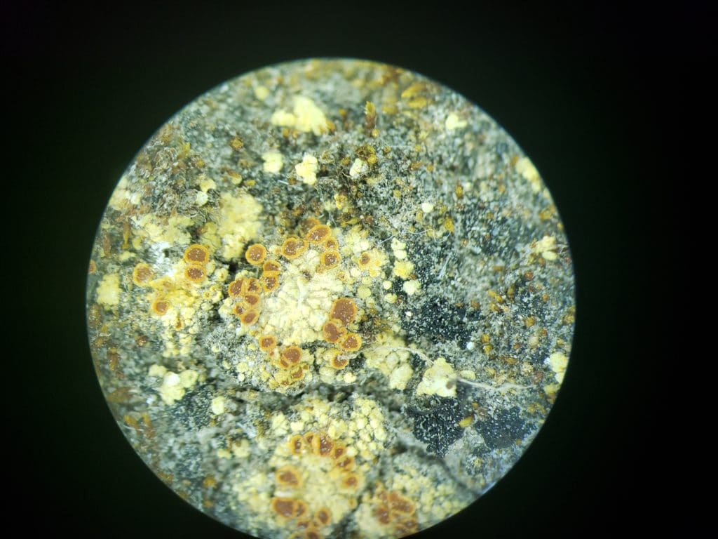 Stereoscopic close-up view of crustose lichen