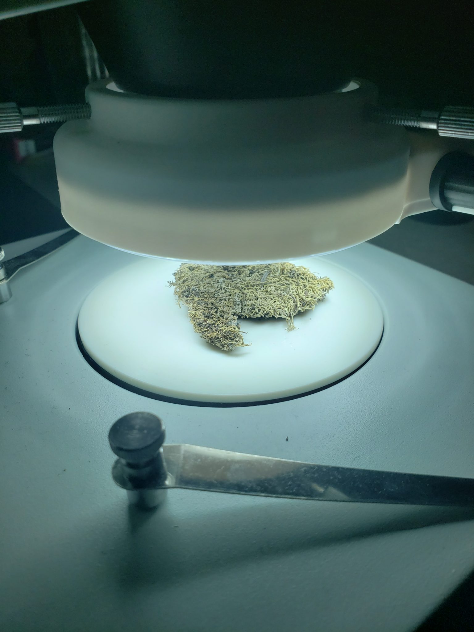 foliose lichen sample