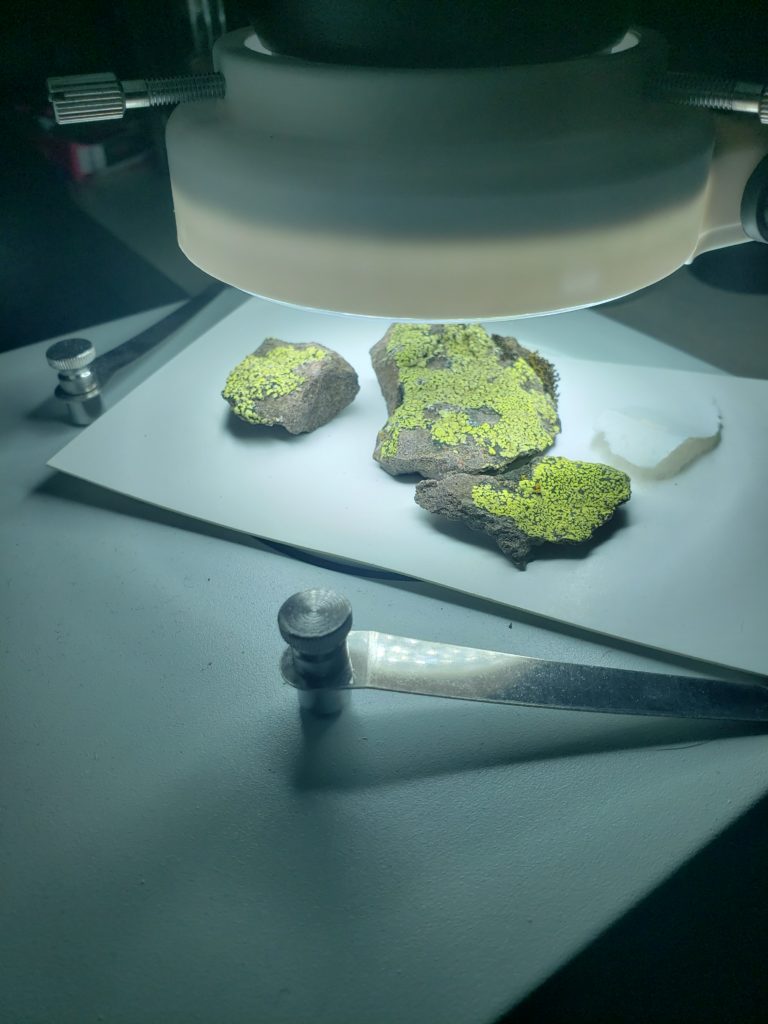 spectra samples squamulose lichen sample