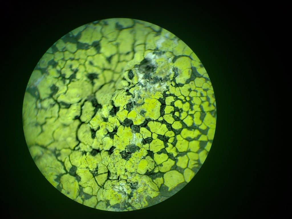 stereoscopic view of squamulose lichen through view port