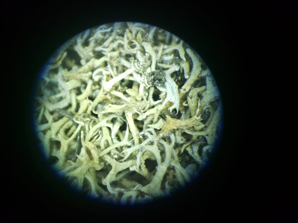 Stereoscopic view of foliose lichen sample