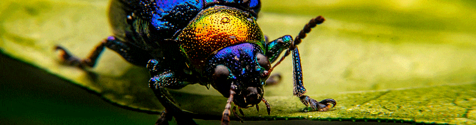Shining a Light: Spectroscopy Reveals Insects' UV and Visible ...